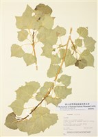 藏品(楊屬)的圖片